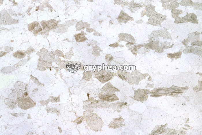 Gabbro rubané LPNA x3,5 - gryphea.org